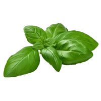 Microgarden Plant Pod - Basil Genovese